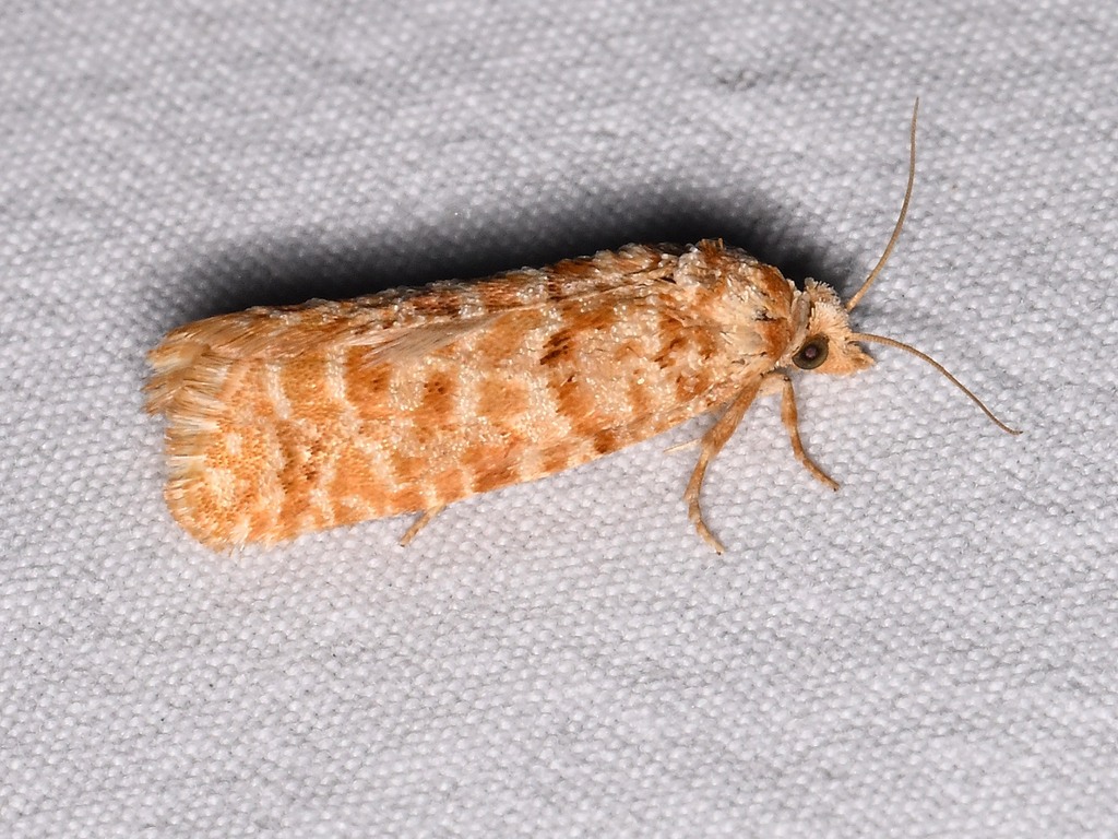 Eucopina crymalana