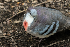 Gallicolumba luzonica