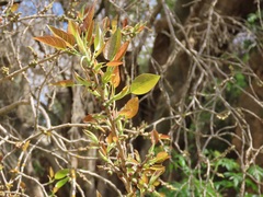 Ficus cordata