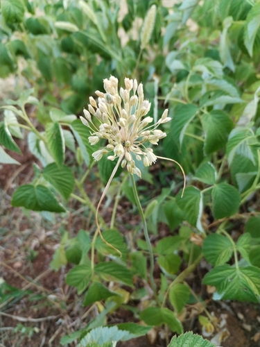 Mediterranean Onion (Allium longispathum)