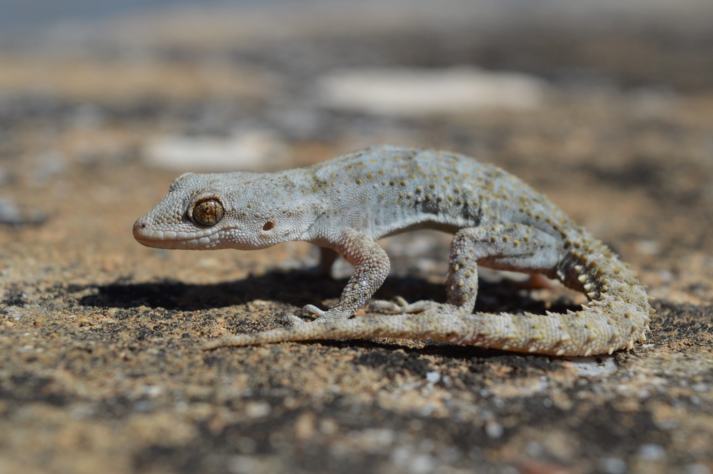 Kotschy's Gecko