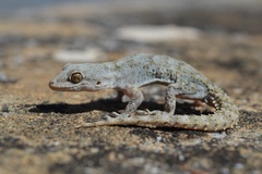 Kotschy's Gecko photo 1
