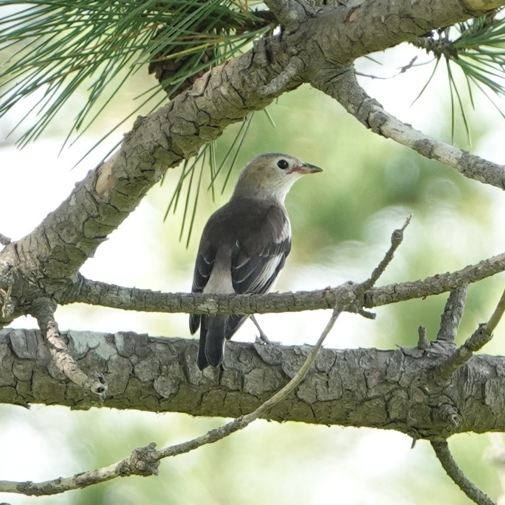 Chestnut-cheeked Starling