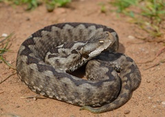 Nose-Horned Viper photo 3