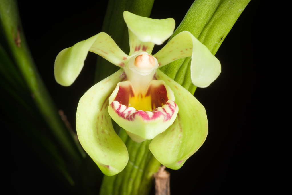 Vanda pumila (Vanda pumila)