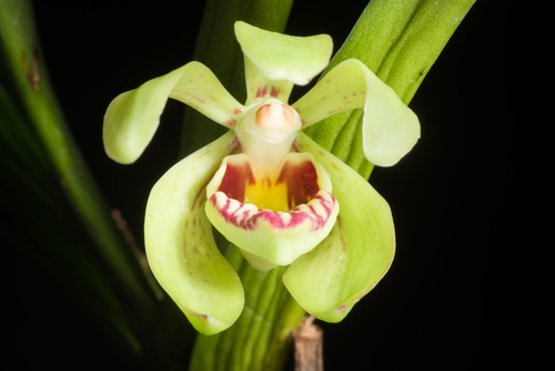 Dwarf Vanda