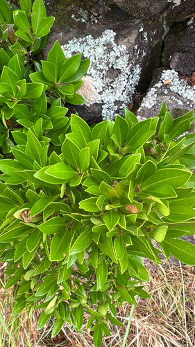 Picconia azorica, photograph 2