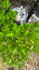 Picconia azorica, photograph (c) William Stephens, some rights reserved (CC BY)