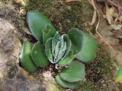 Crassula tomentosa