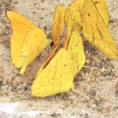Dark Apricot Sulphur