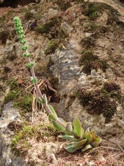 Crassula tomentosa