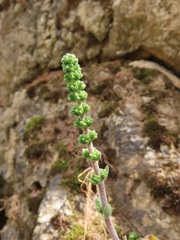 Crassula tomentosa
