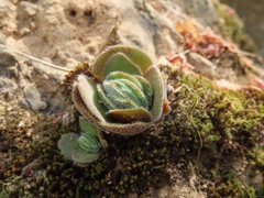 Crassula tomentosa