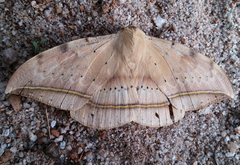 Hypopyra megalesia