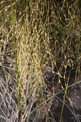 Empodisma robustum