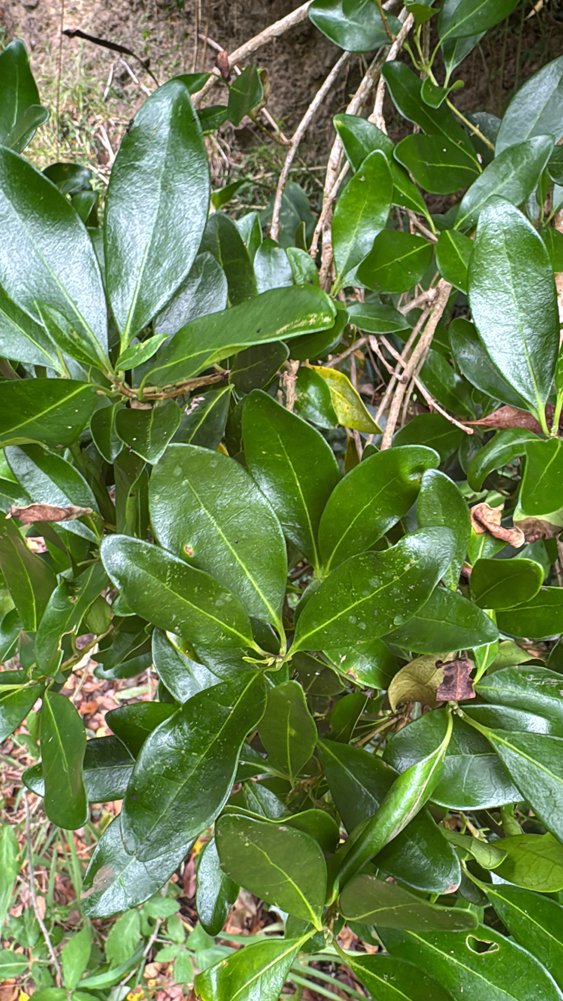Azorean Picconia (Picconia azorica)