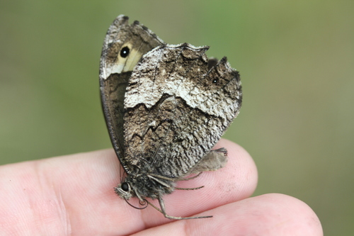 Woodland Grayling