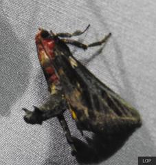 Toccolosida rubriceps