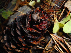 Pucciniastrum areolatum