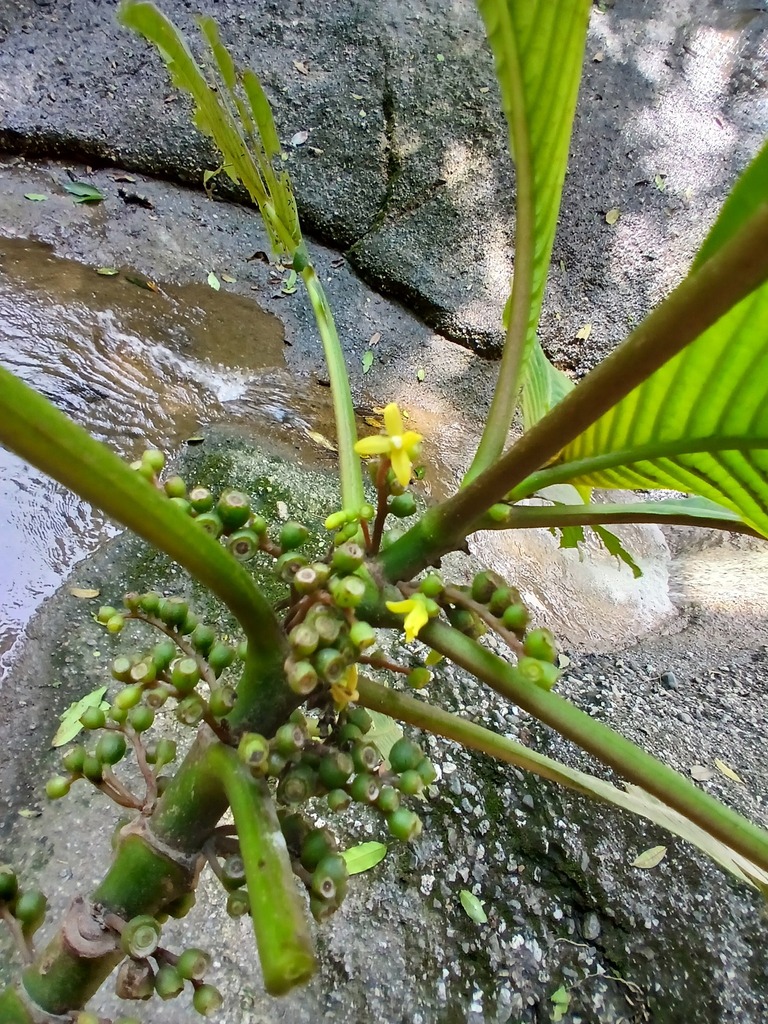 Hoffmannia regalis