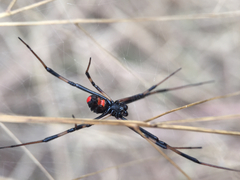 Latrodectus mactans
