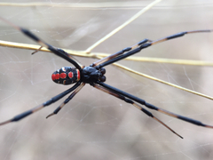 Latrodectus mactans