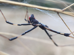 Latrodectus mactans