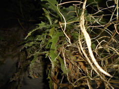 Arabis caucasica
