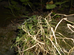 Arabis caucasica