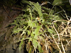 Arabis caucasica