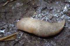 Deroceras reticulatum