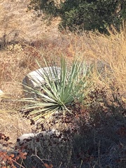 Hesperoyucca