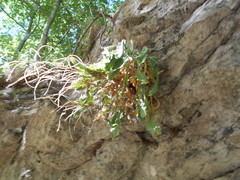 Arabis caucasica