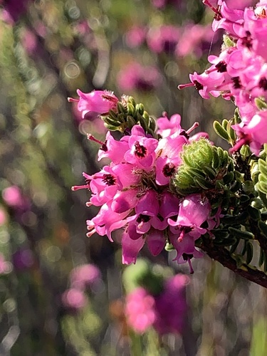 Image of Erica empetrina by (c) Matthew Fainman, some rights reserved (CC BY)