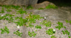 Crassula dentata