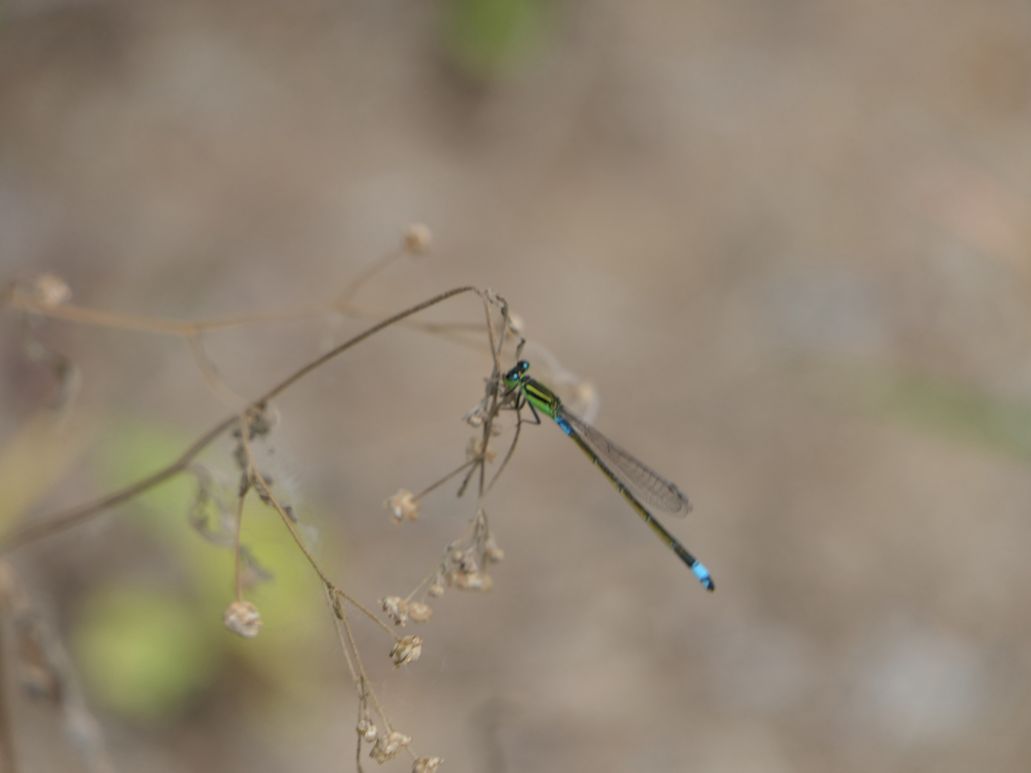 Tropical Bluetail