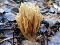 Phaeoclavulina eumorpha