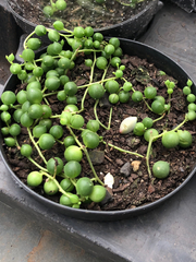 Curio rowleyanus