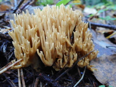 Phaeoclavulina eumorpha