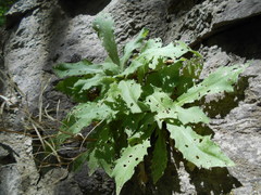 Arabis caucasica