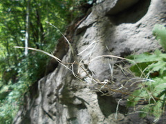Arabis caucasica