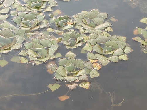 Water caltrop