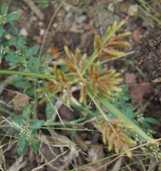 Cyperus microiria