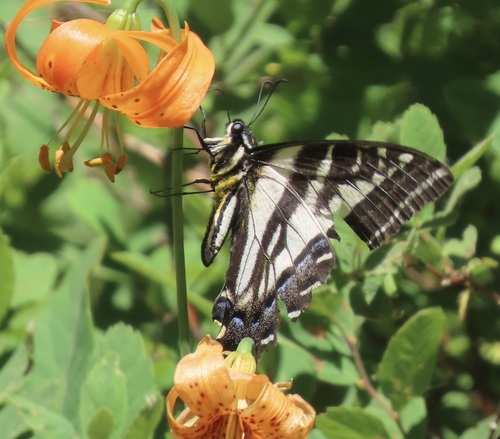 Pale Swallowtail photo 5