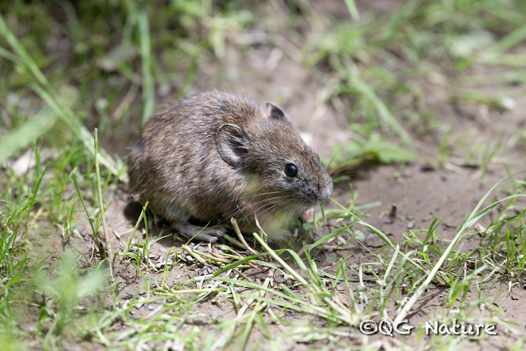 Moupin Pika