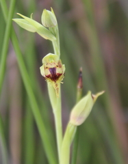 Calochilus herbaceus