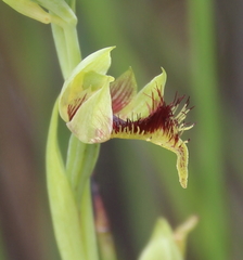 Calochilus herbaceus
