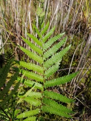 Anchistea virginica image