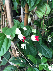 Clerodendrum thomsoniae