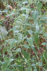 Dicliptera brachiata